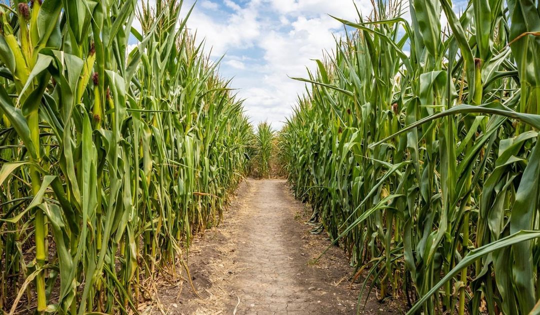 A Better Path Forward: The Reality Check Transformation Program